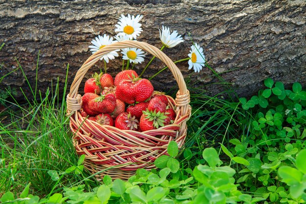 Volle mand met vers geplukte rode rijpe aardbeien op groen gras en boomstam op de achtergrond