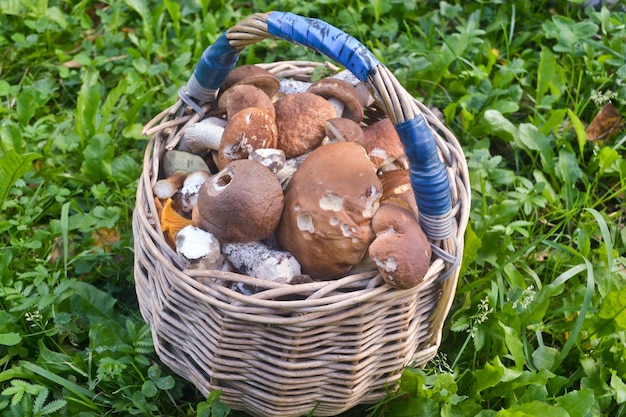 Volle mand paddenstoelen Het resultaat van de succesvolle inzameling van eetbare paddenstoelen in herfstbos