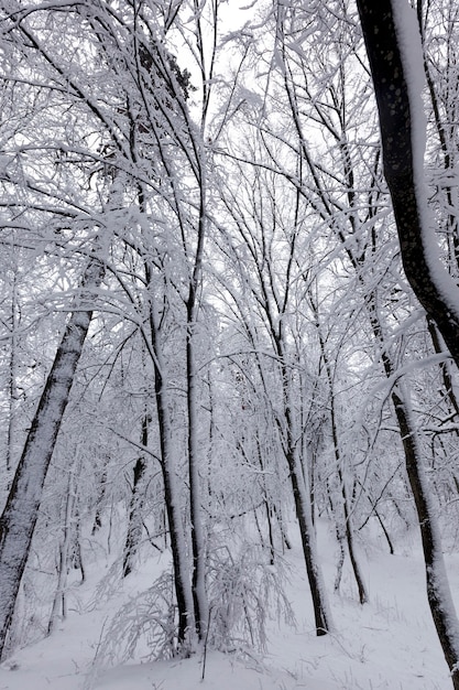 Volledig bedekt met sneeuw loofbomen in de winter, koude en besneeuwde winters, bomen groeien in het park of in het bos in witte sneeuw na een sneeuwval