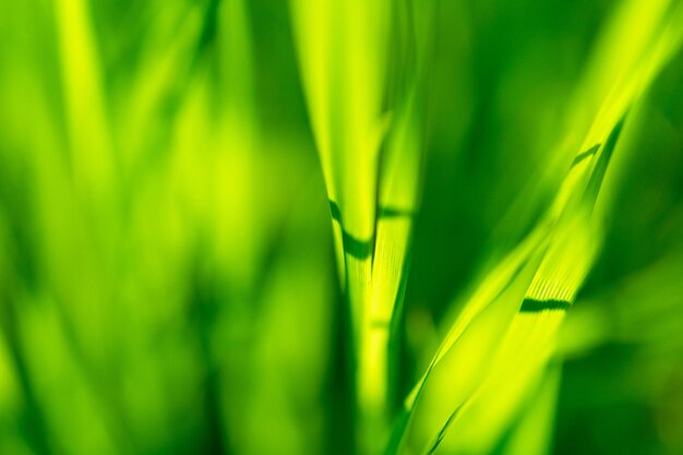 Volledig beeld van een verse groene plant