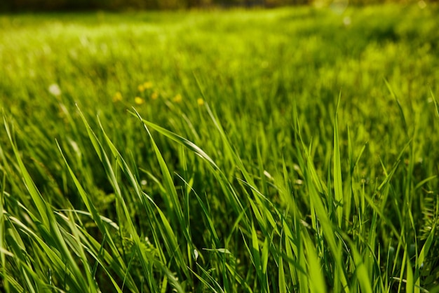 Volledig beeld van gras.