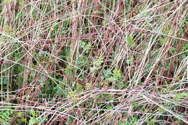 Volledig beeld van gras.