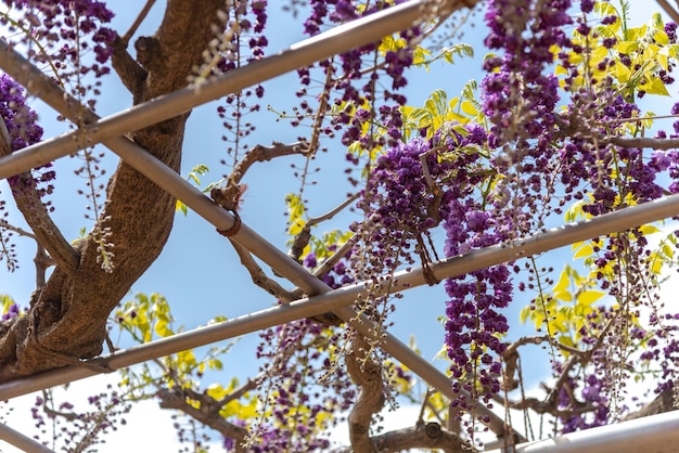 Volledig bloeiende Purple Giant Dubbelbloemige Wisteria bloesem trellis