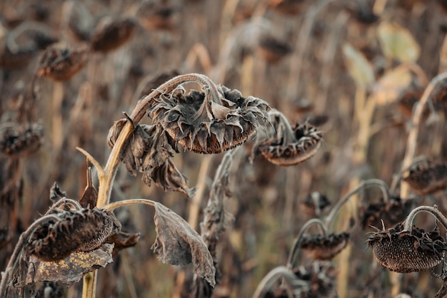 Volledig droge grijze zonnebloemen klaar voor de oogst