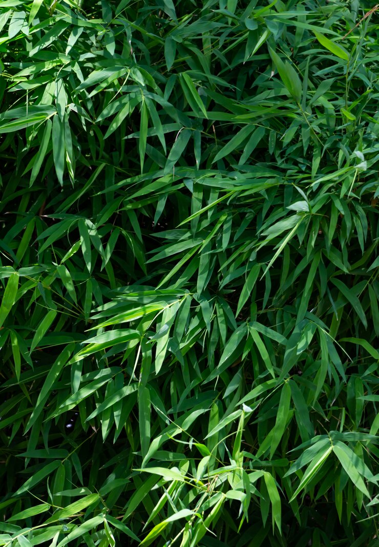 Volledig frame van groene bladeren van bamboe