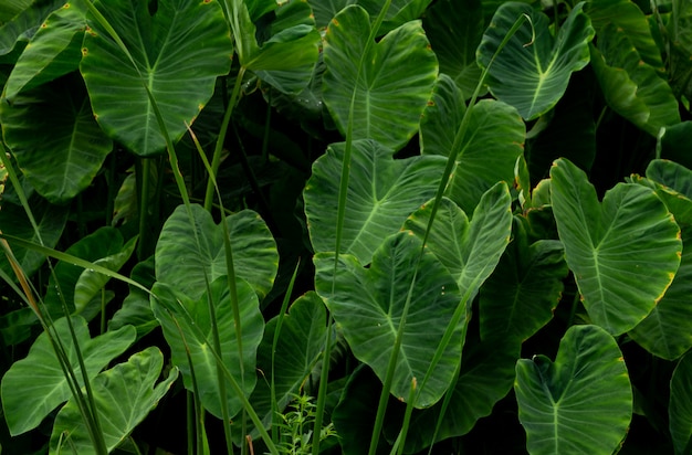 Volledig kader van groen blad