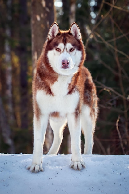 Volledig portret van de rode knappe Siberische husky hond in het winterbos