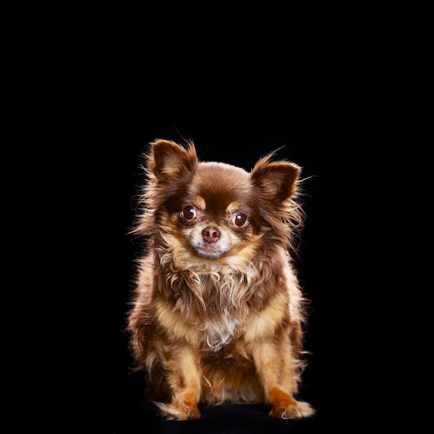 Volledig portret van een schattige chihuahua op een zwarte achtergrond