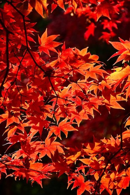 Volledig rood van Japanse esdoornbladeren