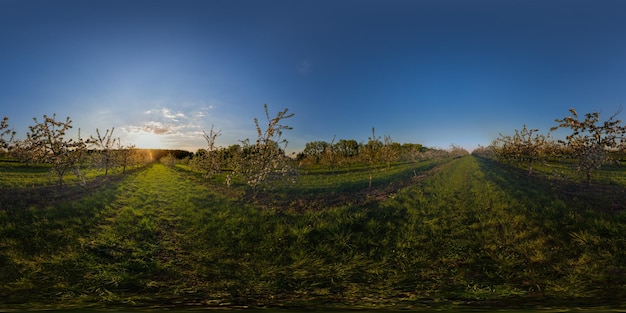 Foto volledige bolvormige panorama 360 x 180 graden van bloeiende lente jonge appelboom tuin bij zonsondergang