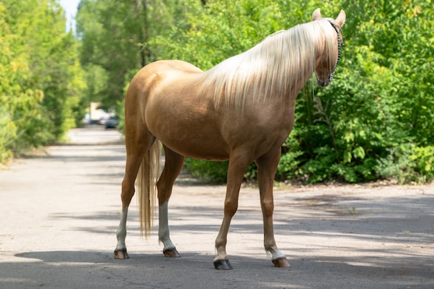 Volledige foto van een Welsh pony van palominokleur