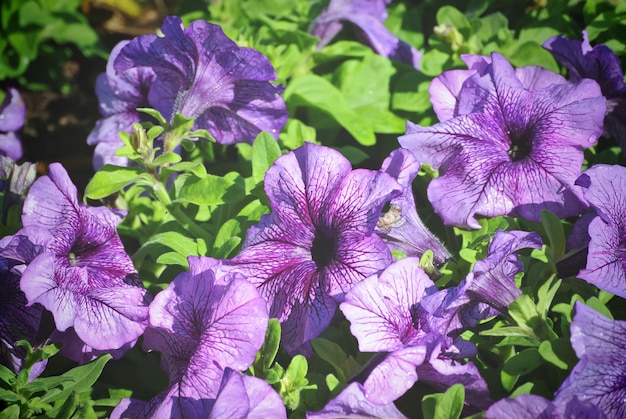 Volledige kaderachtergrond van purper bloemgebied