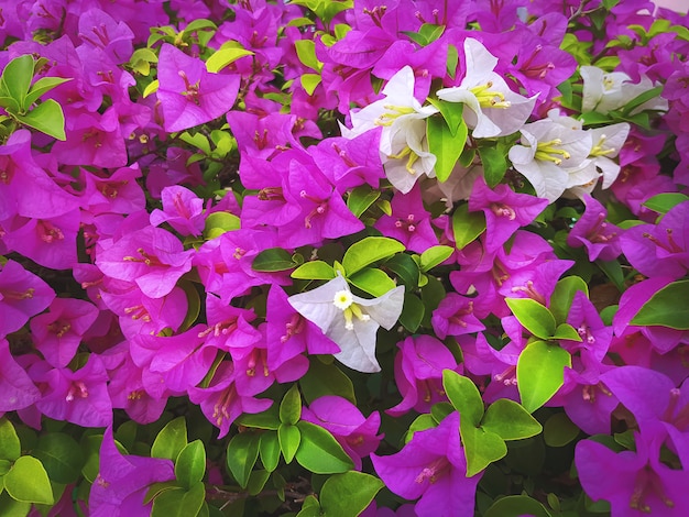 Volledige kaderachtergrond van roze en witte bougainvilleabloemen