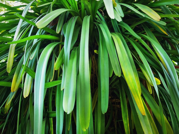 Volledige kaderachtergrond van verse groene installatie met lang blad