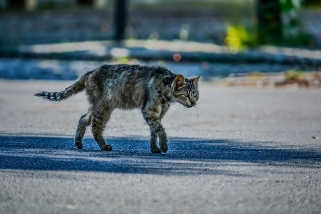 Foto volledige lengte van een kat die op de weg loopt