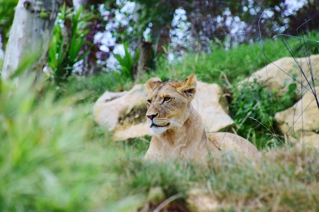 Volledige lengte van een kat op de grond