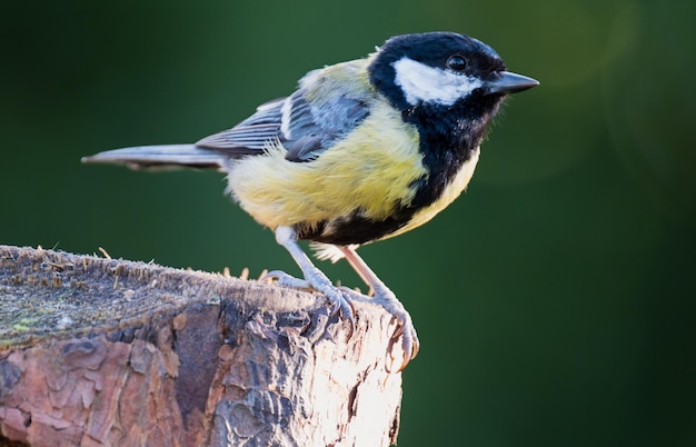 Volledige lengte van grote tieten die op een houten paal zitten