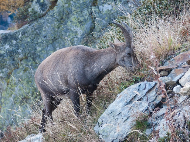 Volledige lengte van herten die grazen op de berg bij rotsen