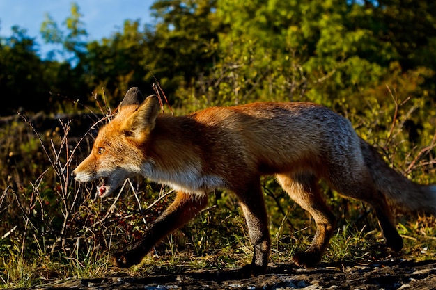 Volledige lengte van vos die op het veld loopt tegen planten