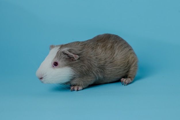 Volledige lichaamsfoto van cavia's premium foto