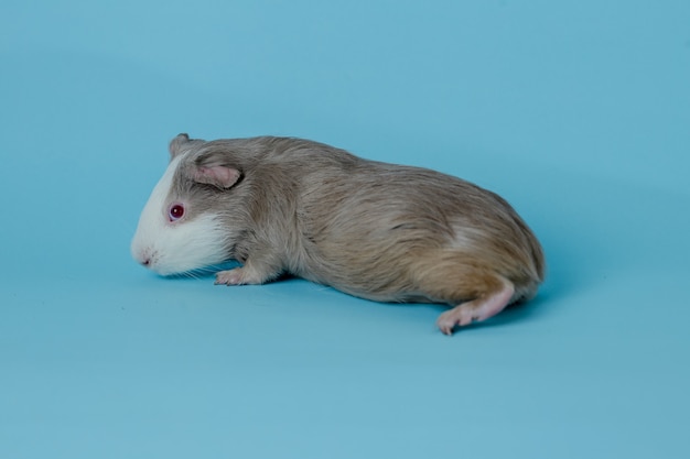 volledige lichaamsfoto van cavia's Premium Foto