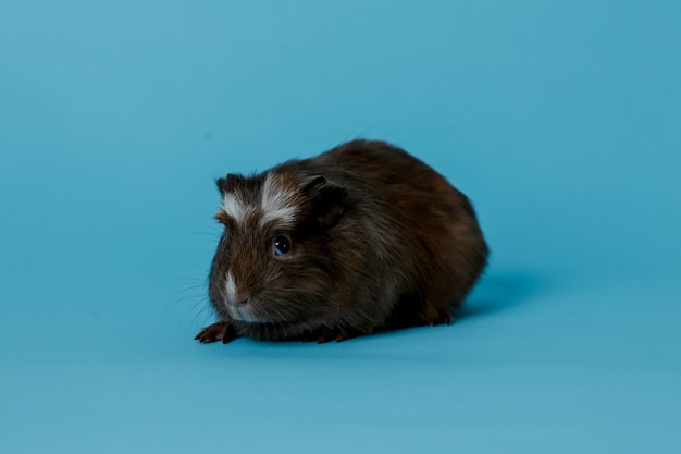 Volledige lichaamsfoto van cavia's premium foto