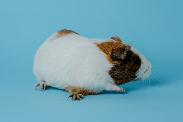 volledige lichaamsfoto van cavia's Premium Foto