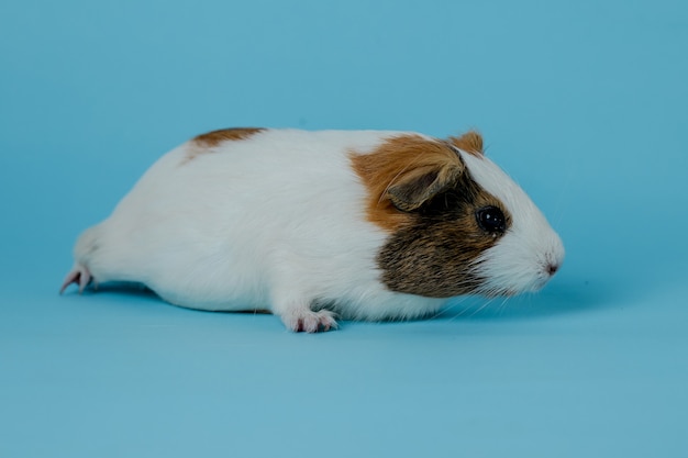 volledige lichaamsfoto van cavia's Premium Foto