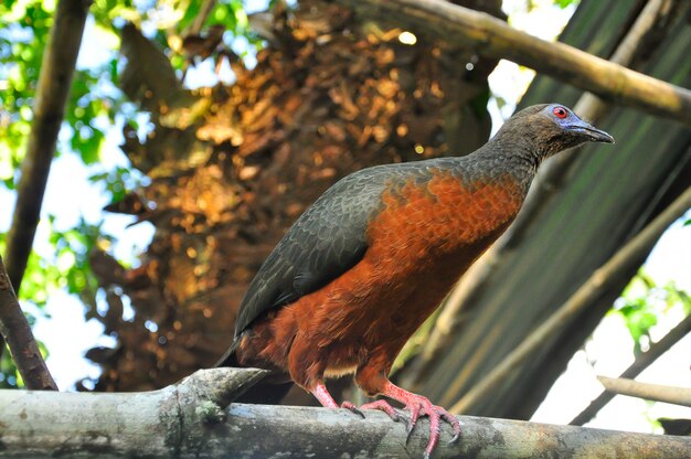 Volledige lichaamsfoto van een vogel