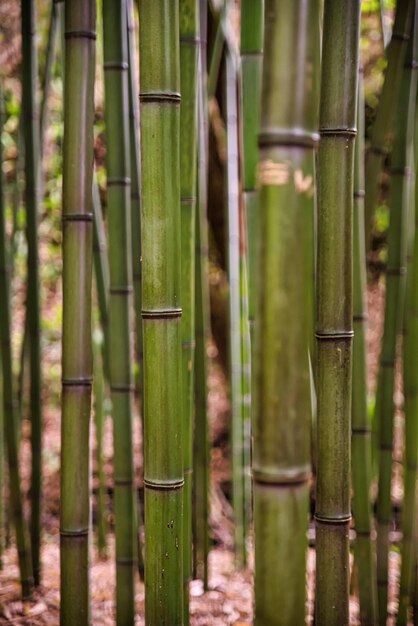 Foto volledige opname van bamboeplanten