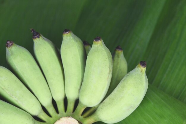 Volledige opname van bananen