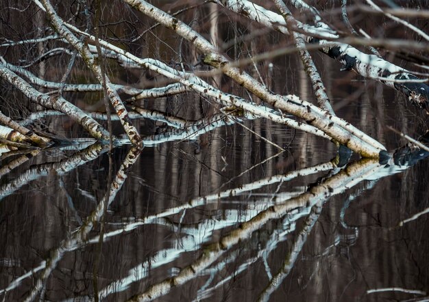 Foto volledige opname van bevroren bomen