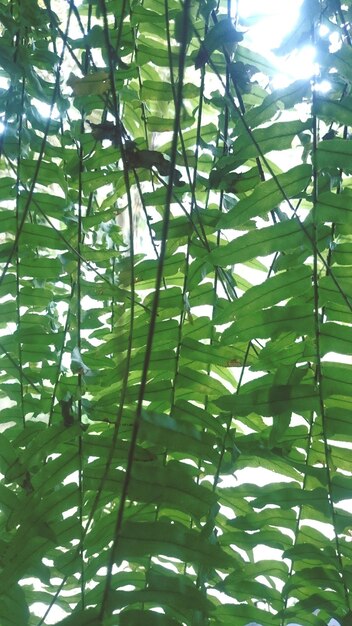 Foto volledige opname van bladeren van planten