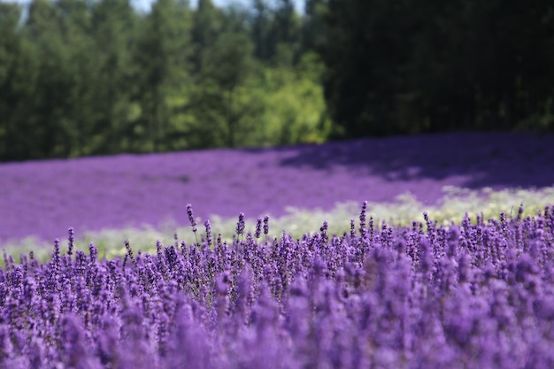 Volledige opname van bloeiende planten op het veld