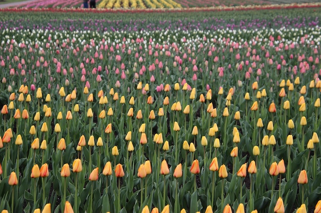 Foto volledige opname van bloeiende planten op het veld