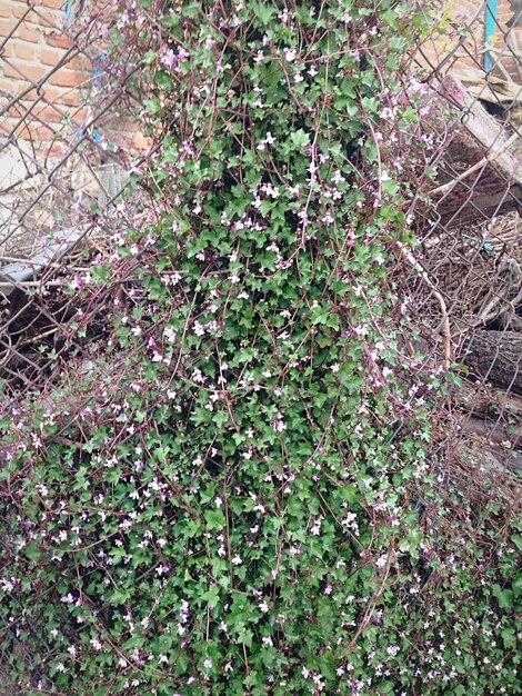 Foto volledige opname van bloemen in het veld