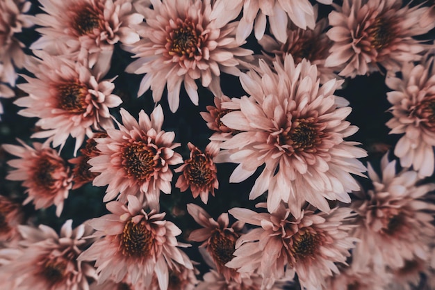 Volledige opname van bloemen