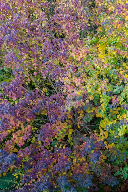 Foto volledige opname van bloemen