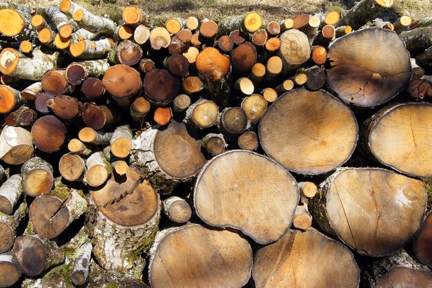 Foto volledige opname van blokken in het bos