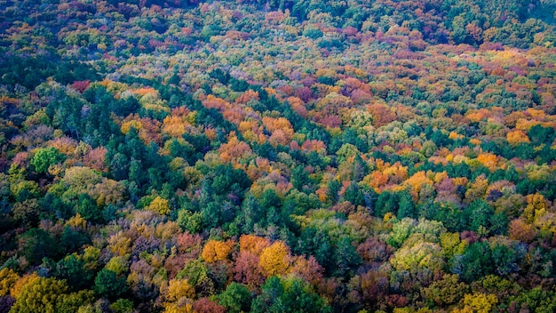 Volledige opname van bomen in de herfst