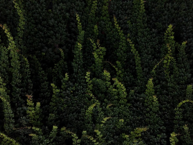 Natuurlijke groene achtergrond van weelderig struikgewas in donker ..., حجم الصورة 626x470