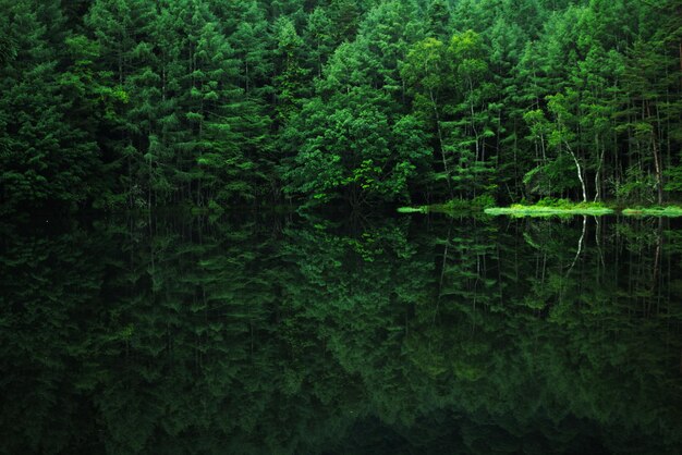 Foto volledige opname van bomen in het bos