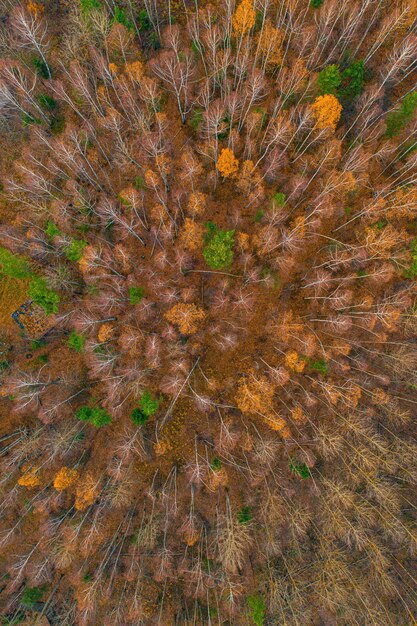 Foto volledige opname van bomen op land