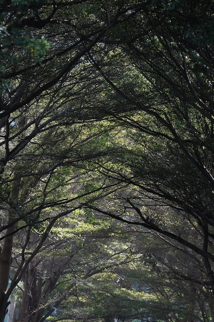 Volledige opname van boomstammen in het bos