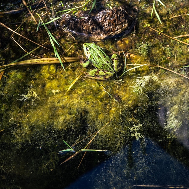 Foto volledige opname van de boom