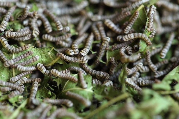 Foto volledige opname van de plant