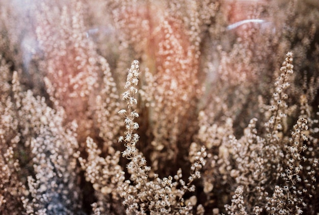 Foto volledige opname van de plant