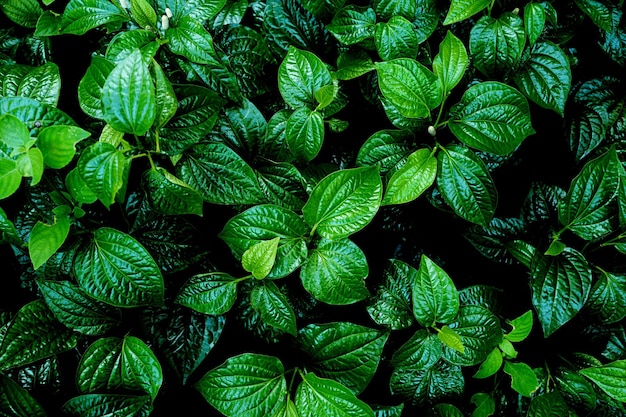 Volledige opname van de plant