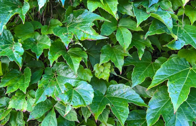 Volledige opname van de plant
