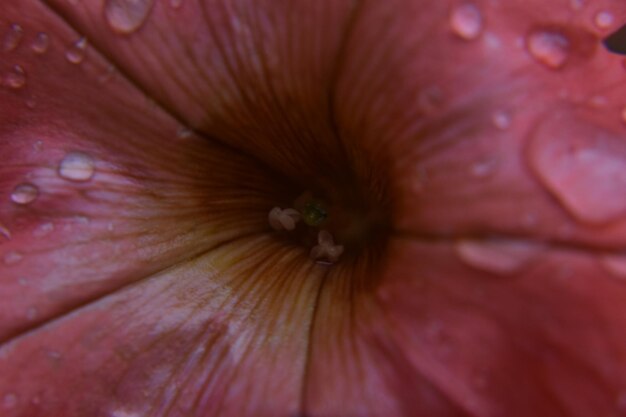 Foto volledige opname van de rode bloem